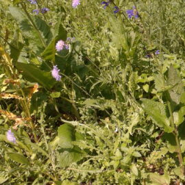 Ein Insektenkorridor für Beuel